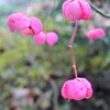 ツリバナ