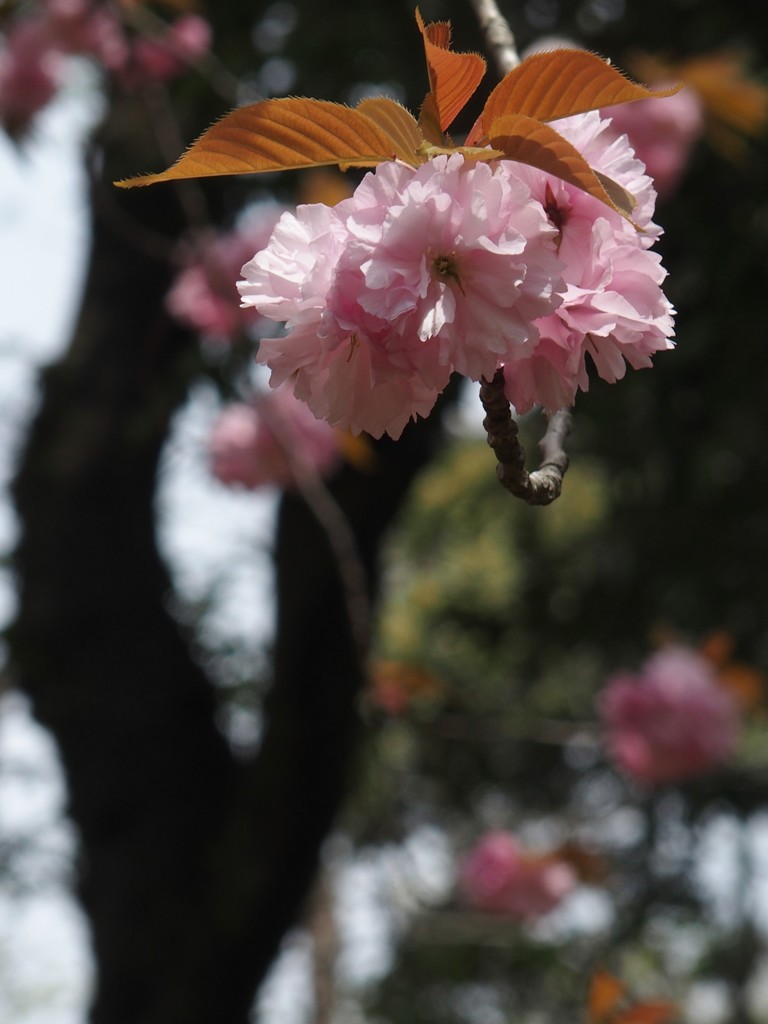 八重桜