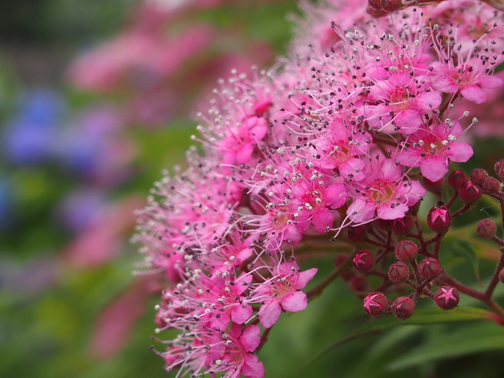 花壇に咲くお花たち　シモツケ