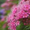 花壇に咲くお花たち　シモツケ