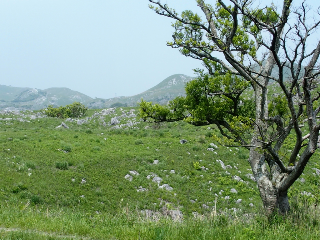 平尾台自然歩道　１