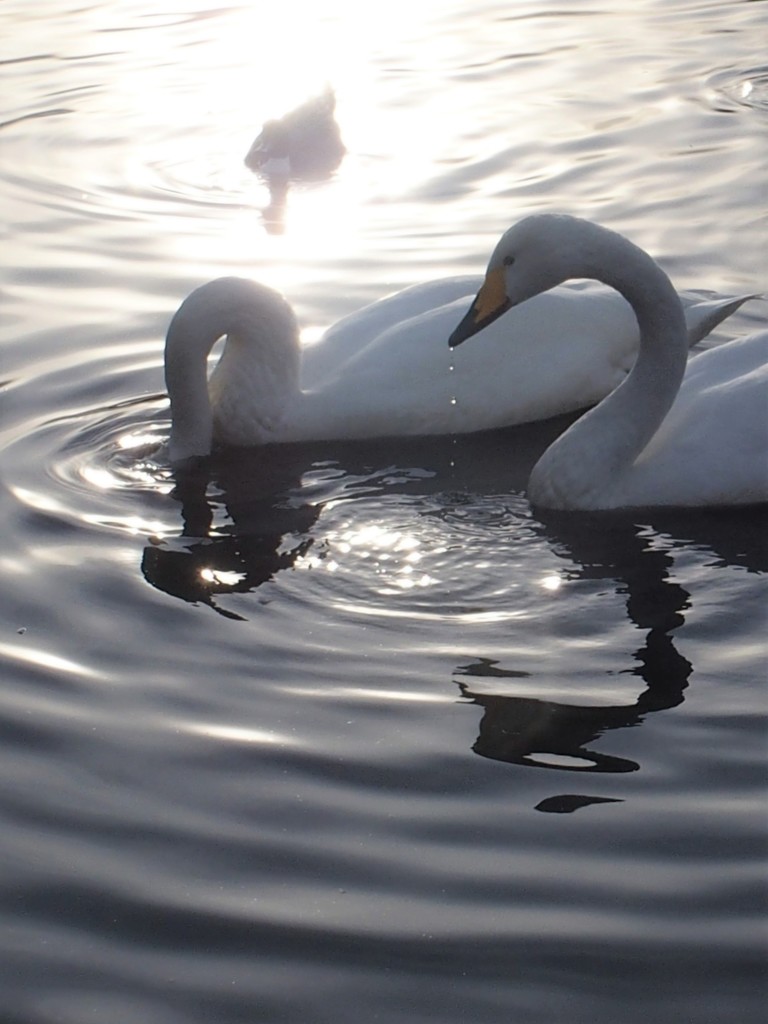 SWAN