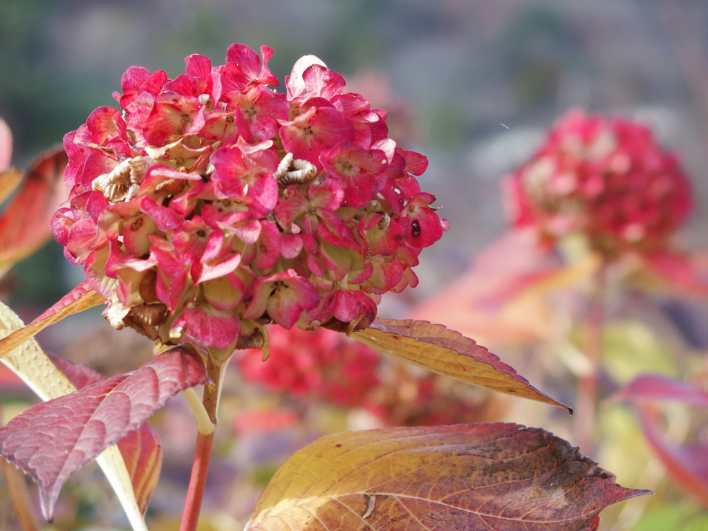 寒風に紅く染まる