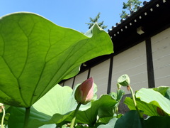 東本願寺デビュー蓮4/4おしまい