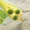 砂浜にお豆さん