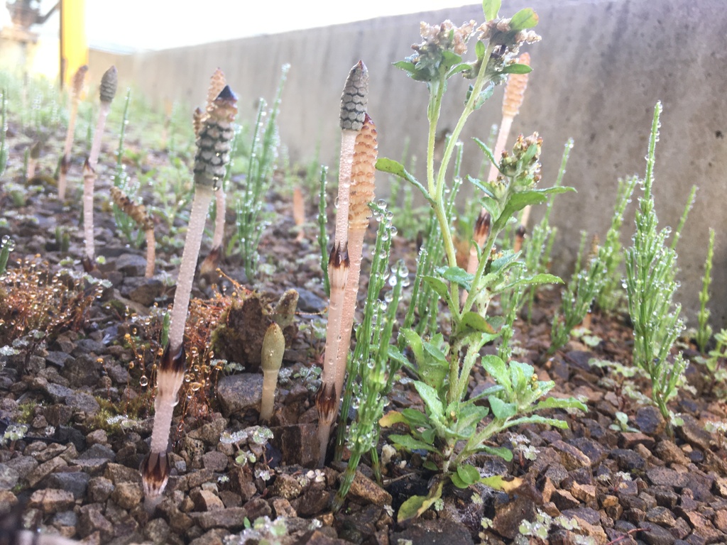 雨上がりのつくしんぼ