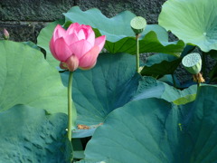 東本願寺デビュー蓮1/4