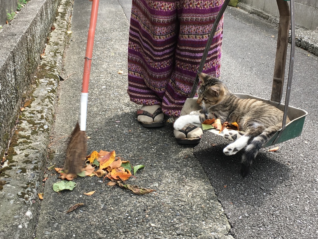 お手伝い〜！