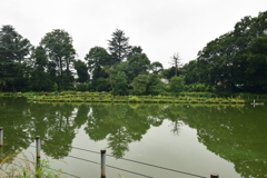 善福寺公園