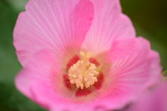 芙蓉
