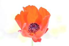 橙