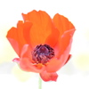 橙