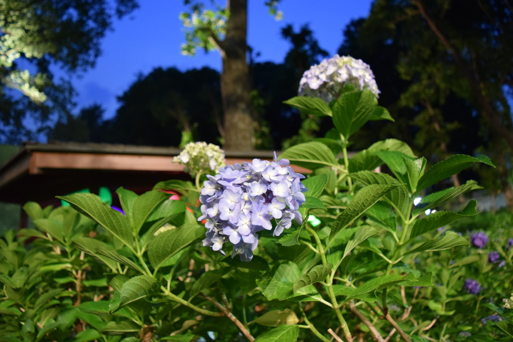 夜の紫陽花園