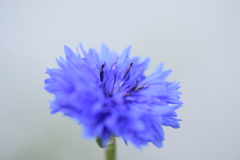 蒼