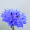 蒼
