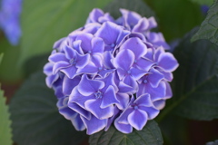 紫陽花