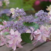 紫陽花