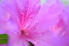 雨上がり