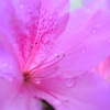 雨上がり