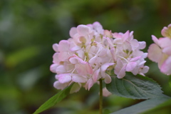 紫陽花