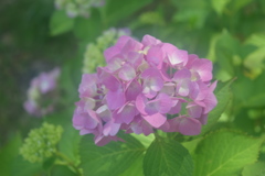 紫陽花
