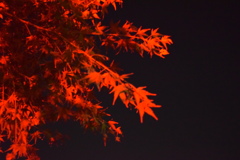 緋