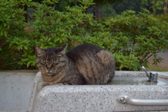 何じゃ？