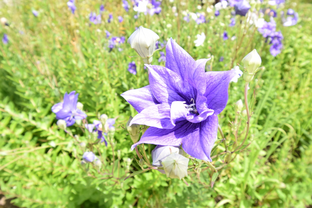 監獄に咲く花