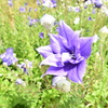 監獄に咲く花