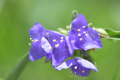 露草