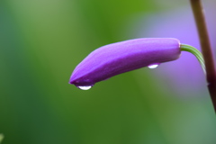 雨上がり