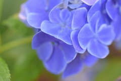紫陽花