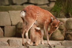 Bambi