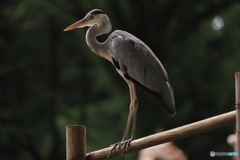 アオサギ
