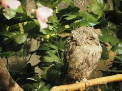 おねむさん②