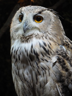 白フクロウさん①