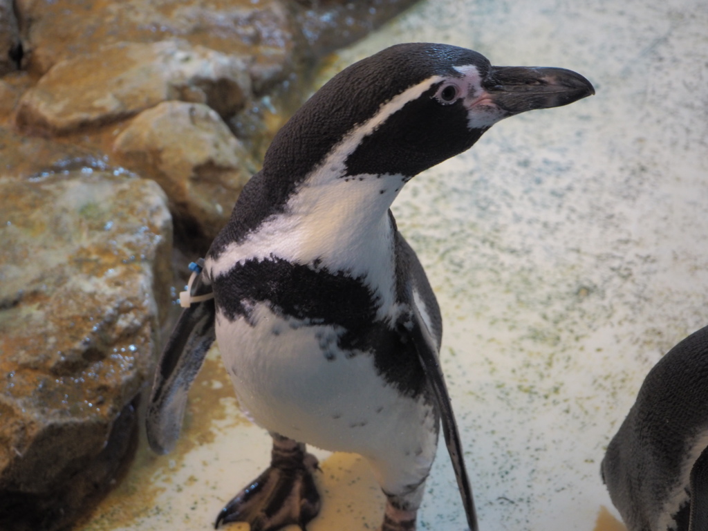 ペンギン②