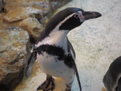 ペンギン②