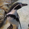 ペンギン②