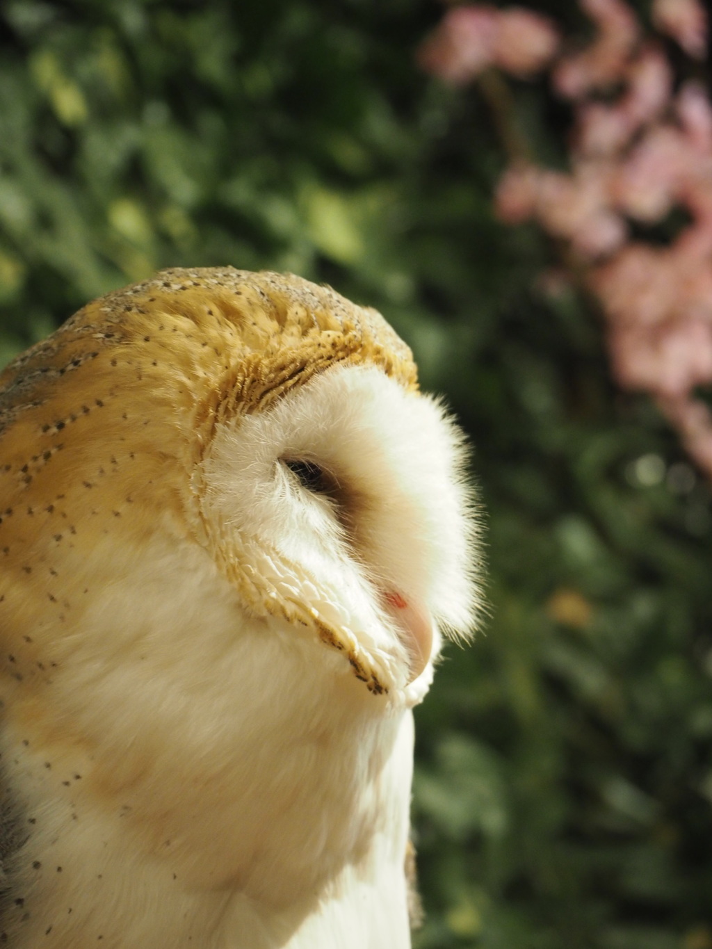 たそがれるフクロウさん