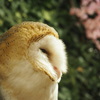 たそがれるフクロウさん