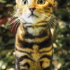 べんがるにゃんこ④