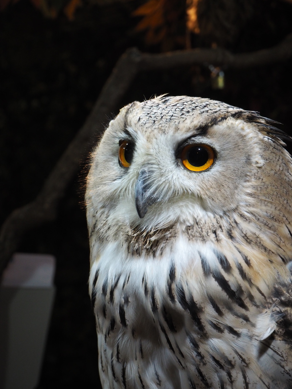 白フクロウさん②