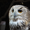 白フクロウさん②