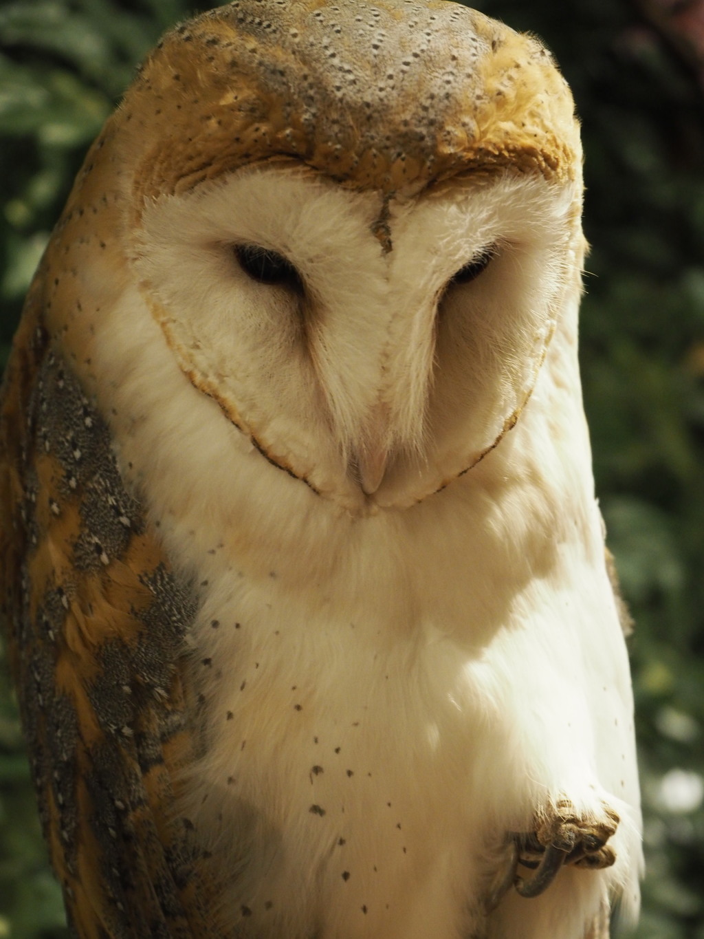 考えるフクロウさん
