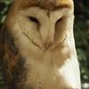 考えるフクロウさん