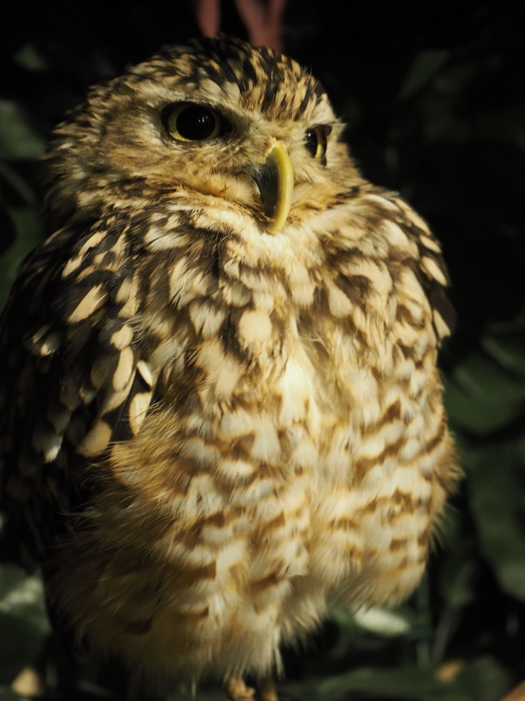先ほどと同一フクロウです