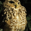 先ほどと同一フクロウです