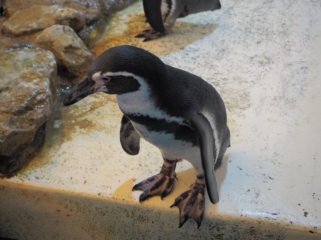 ペンギン①