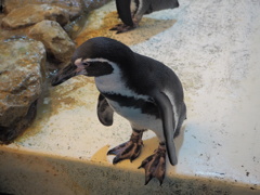 ペンギン①